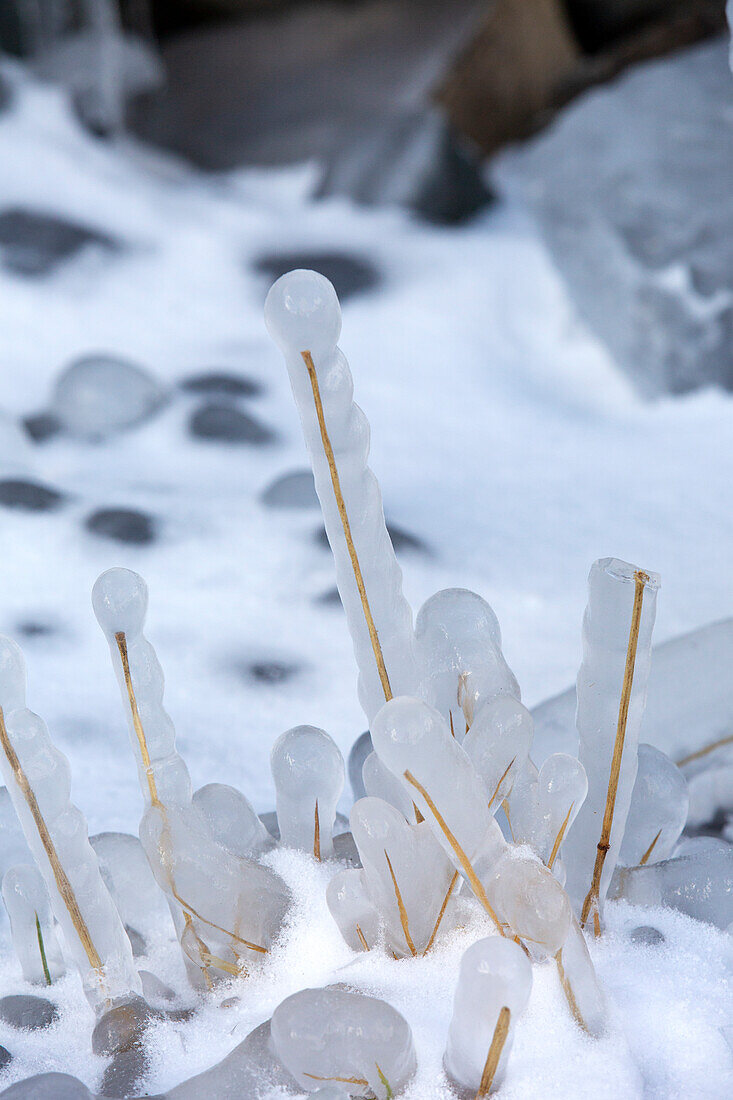 Ice covered grass