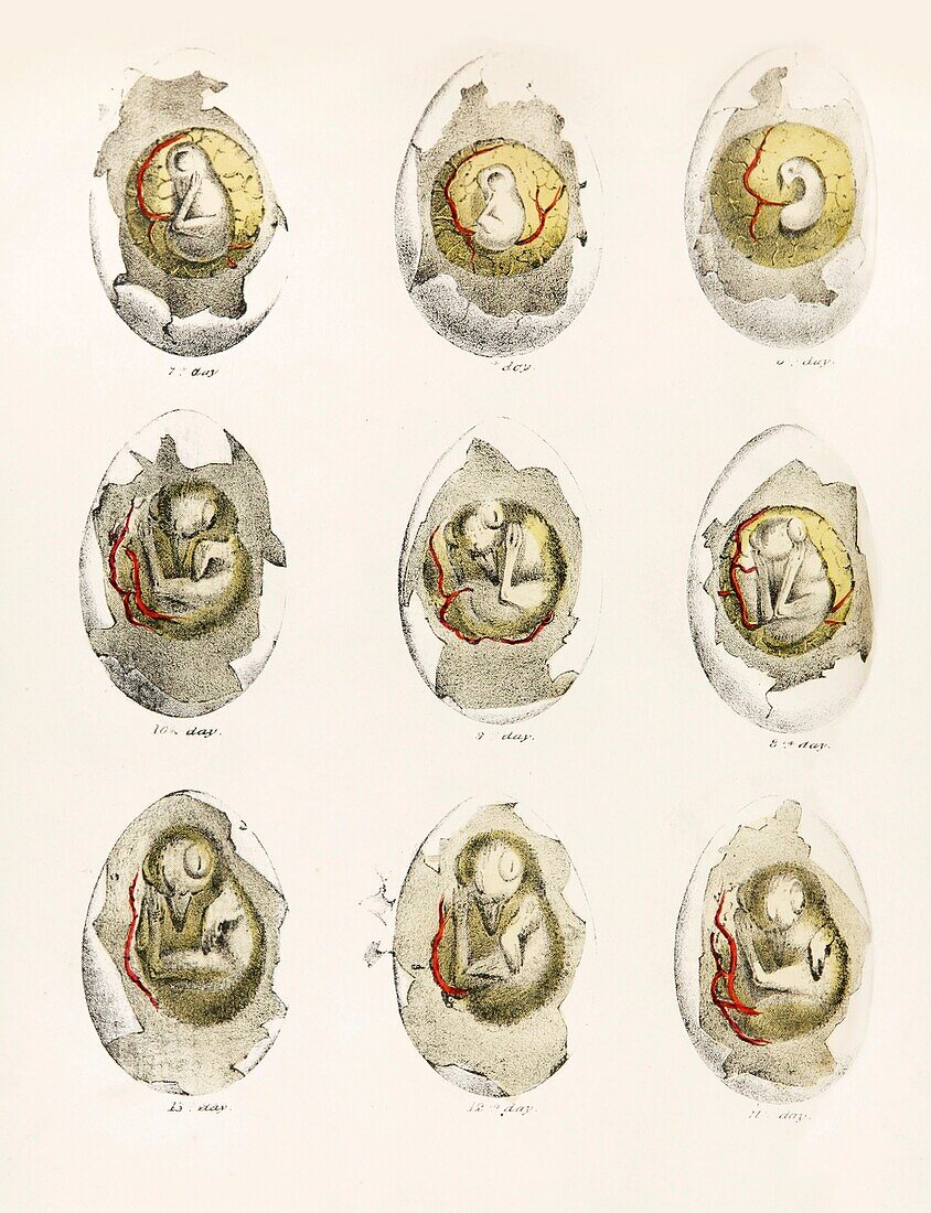 Chicken embryo development, 19th century illustration
