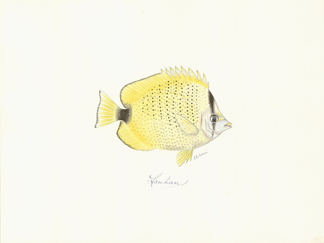 Millet butterflyfish, illustration