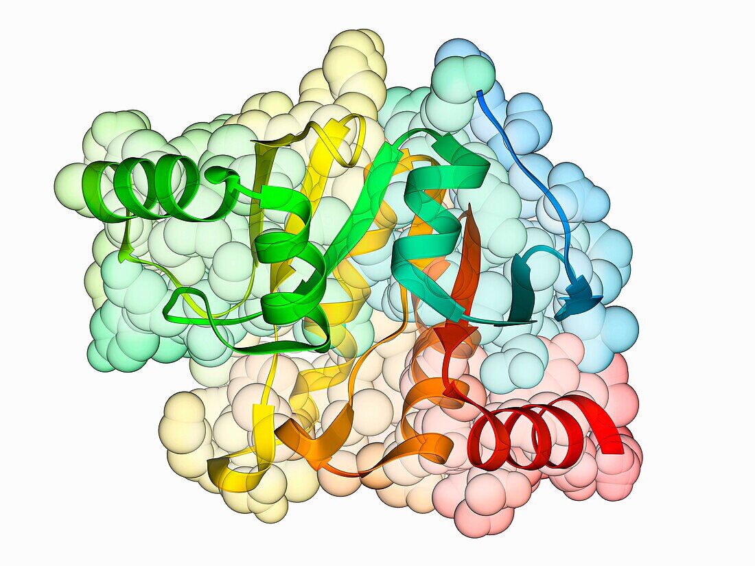 SARS-CoV-2 nonstructural protein 3, molecular model