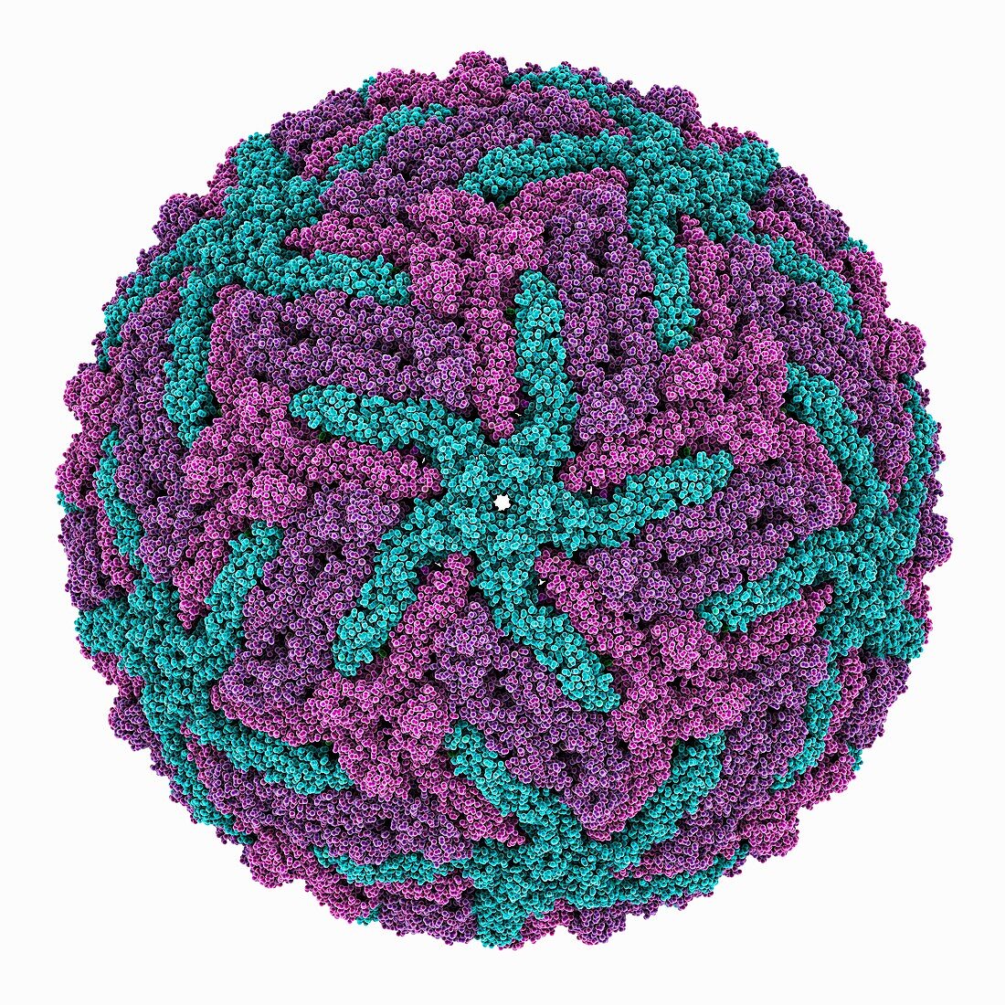 Usutu virus capsid, molecular model