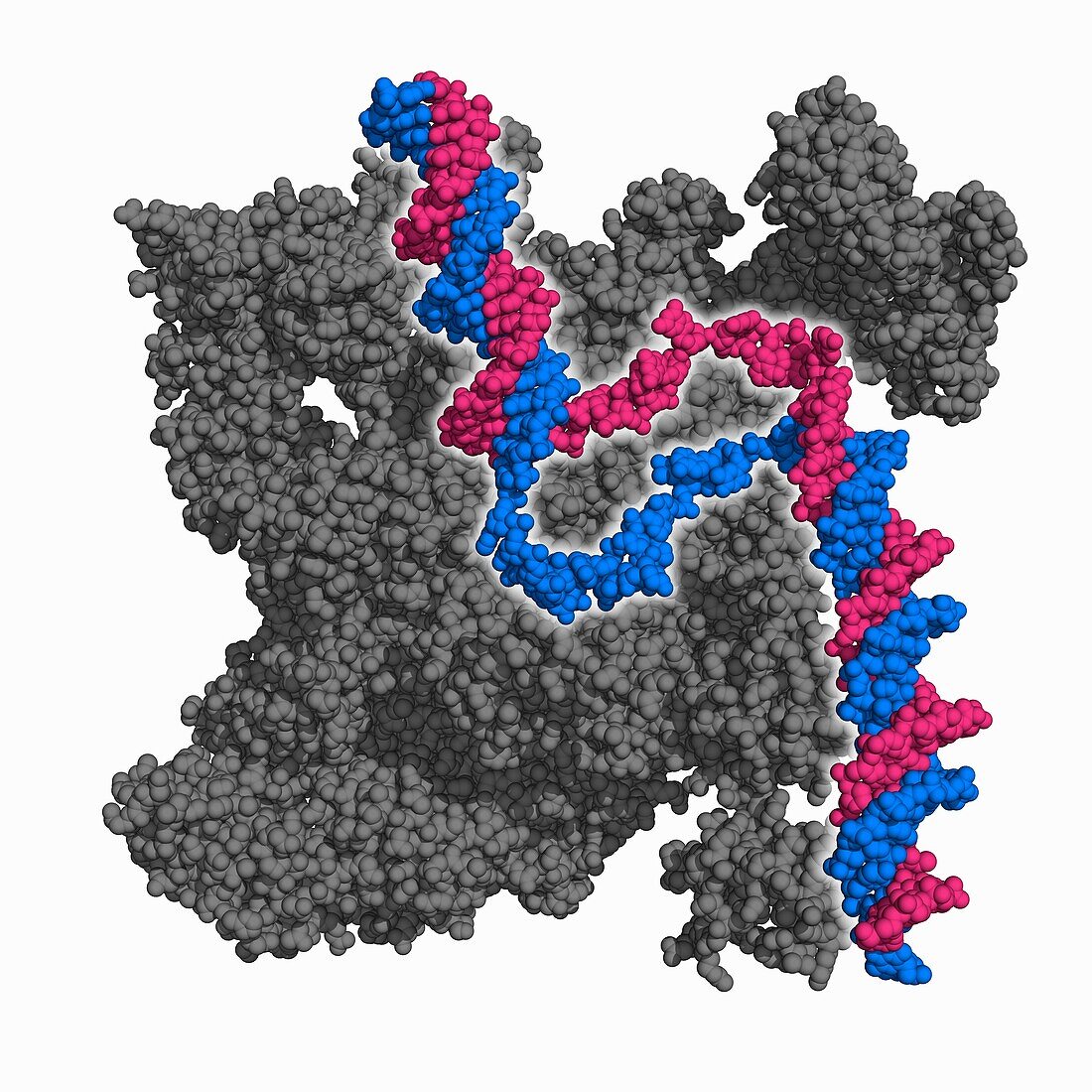 RNA polymerase with promoter DNA, molecular model