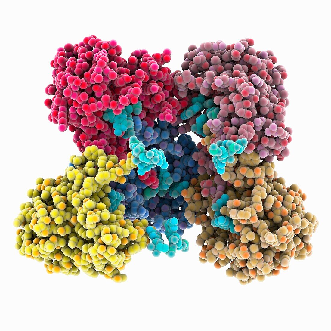 NanoRNase C complexed with RNA, molecular model