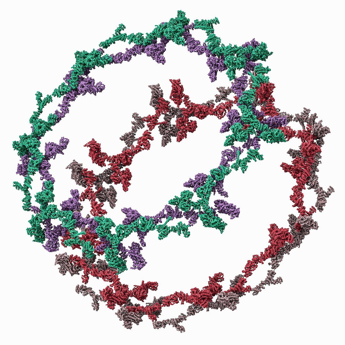 Outer rings of the human nuclear pore, molecular model