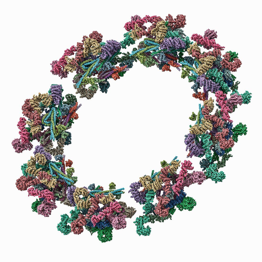 Inner ring of the human nuclear pore, molecular model