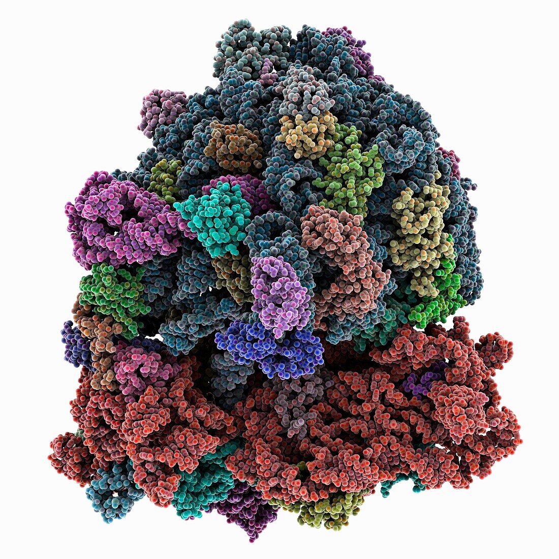 70S ribosome with tRNAs in hybrid state, molecular model