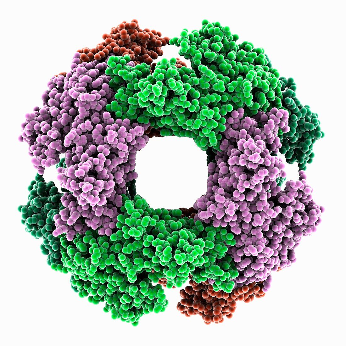 Rotavirus non-structural protein 2, molecular model