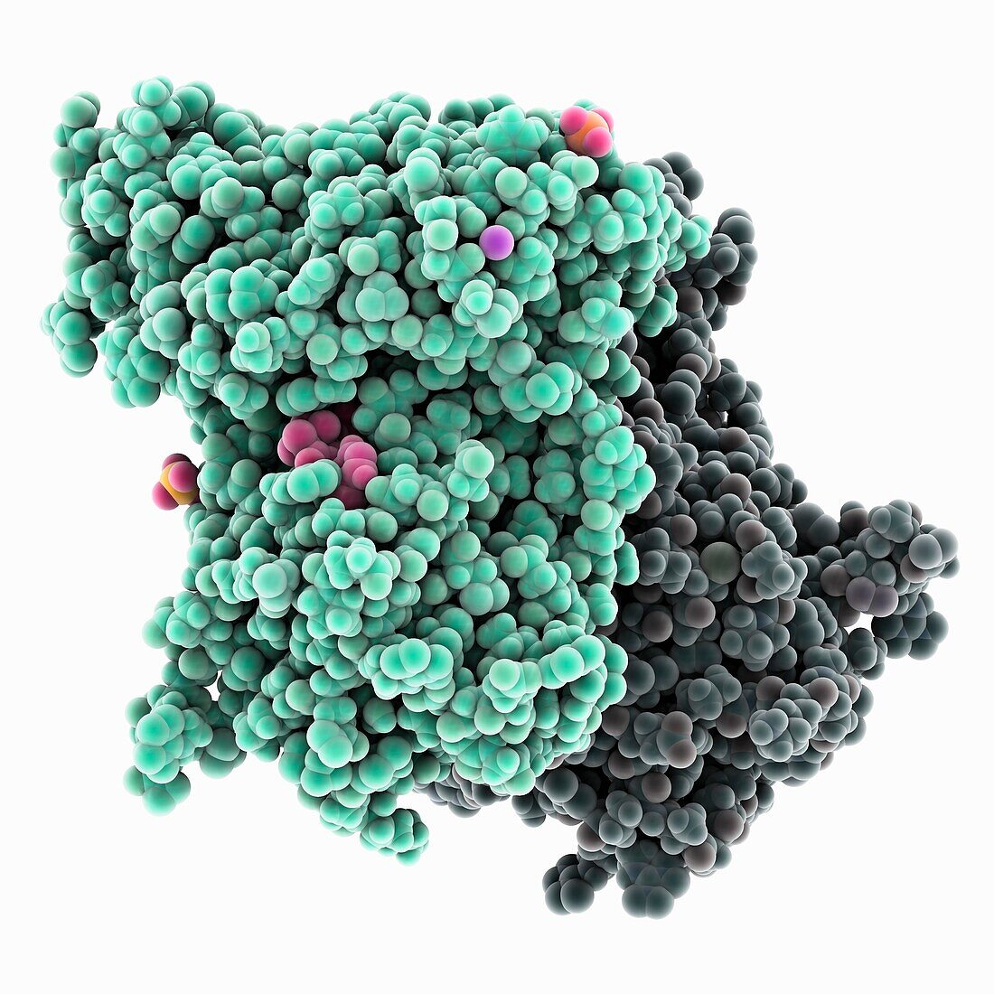 Galactokinase complexed with inhibitor, molecular model