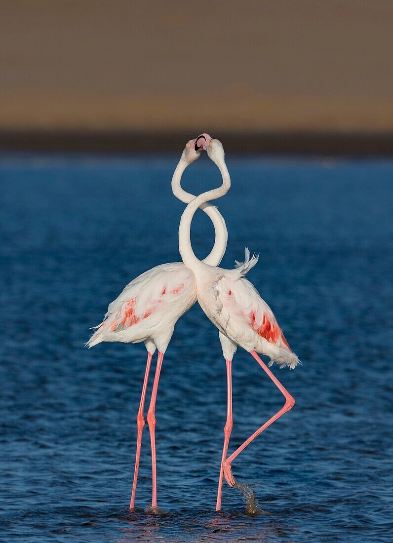 Greater flamingoes fighting