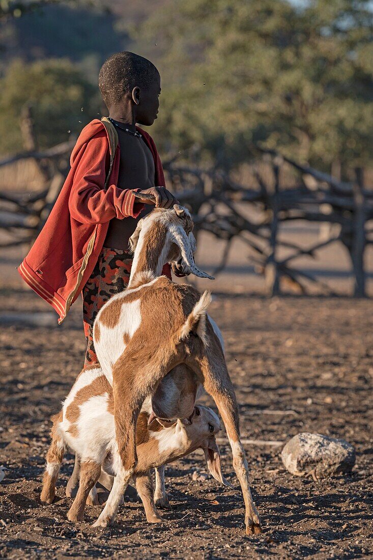 Himba boy tending goats