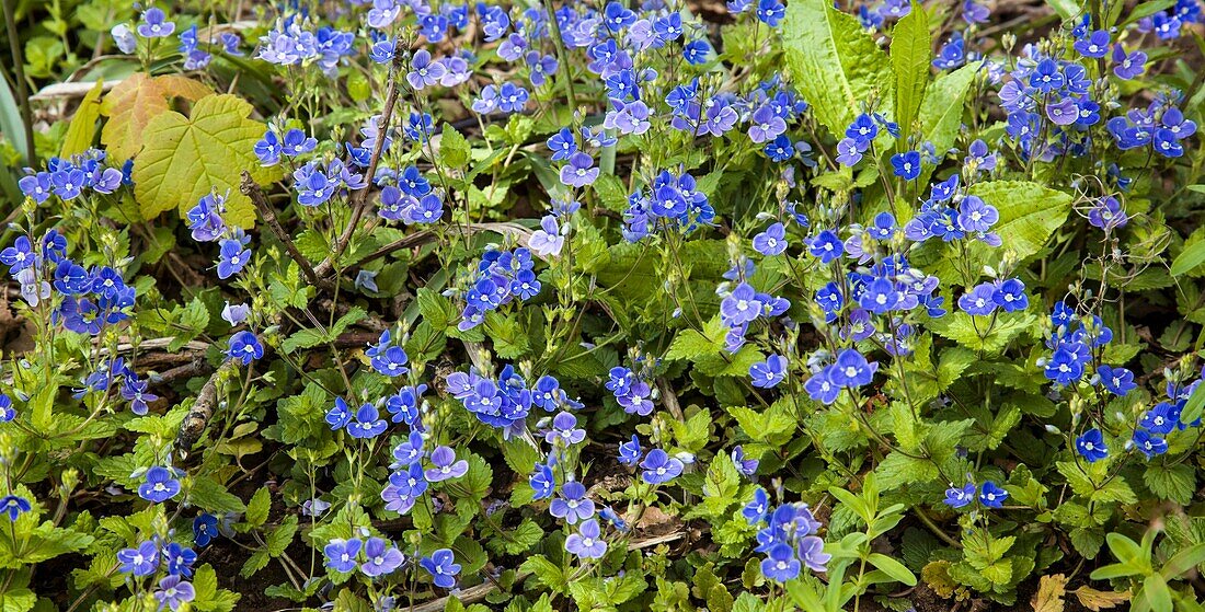 Germander speedwell (Veronica chamaedrys)