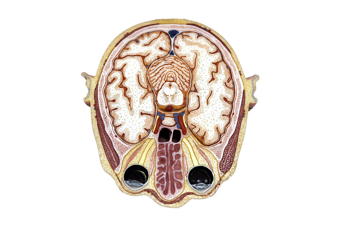 Cross section of a brain, illustration