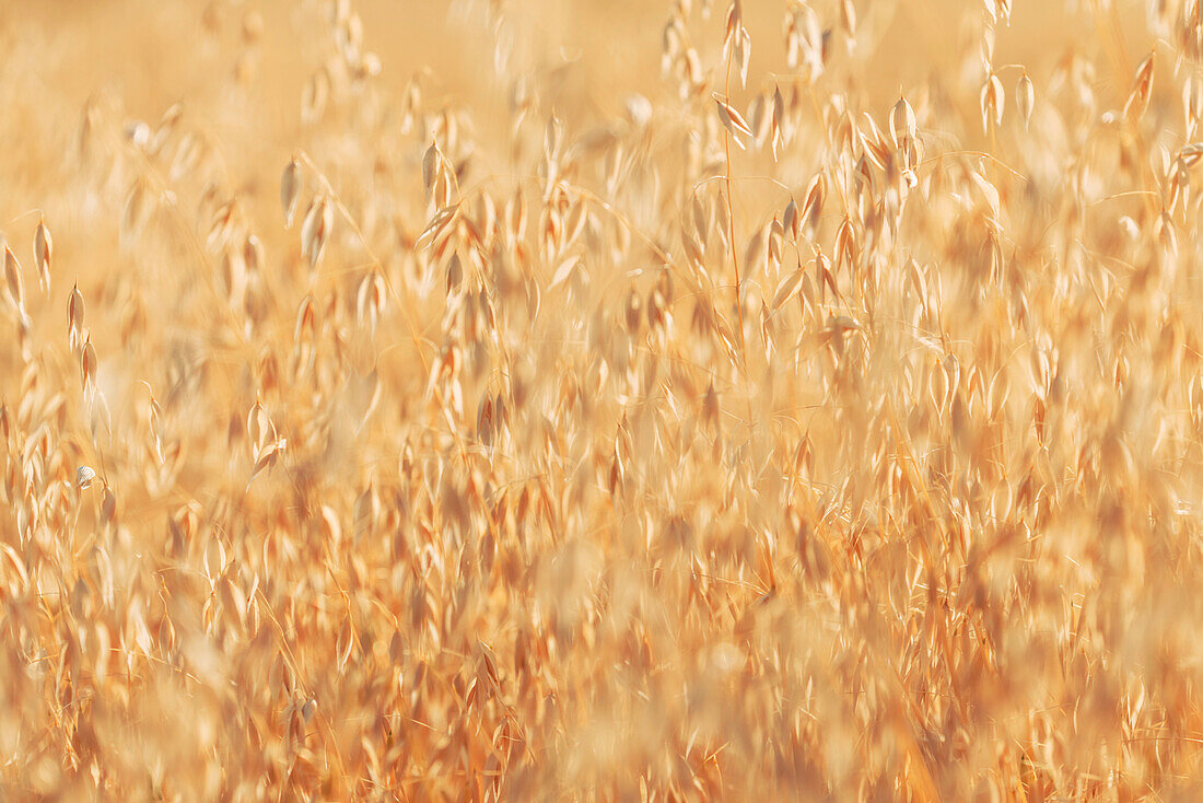 Ripe oat crop