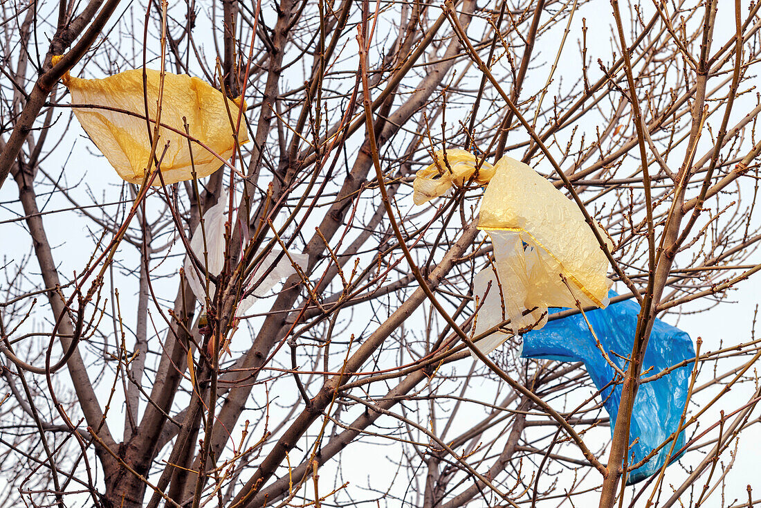 Plastic bags in tree branches
