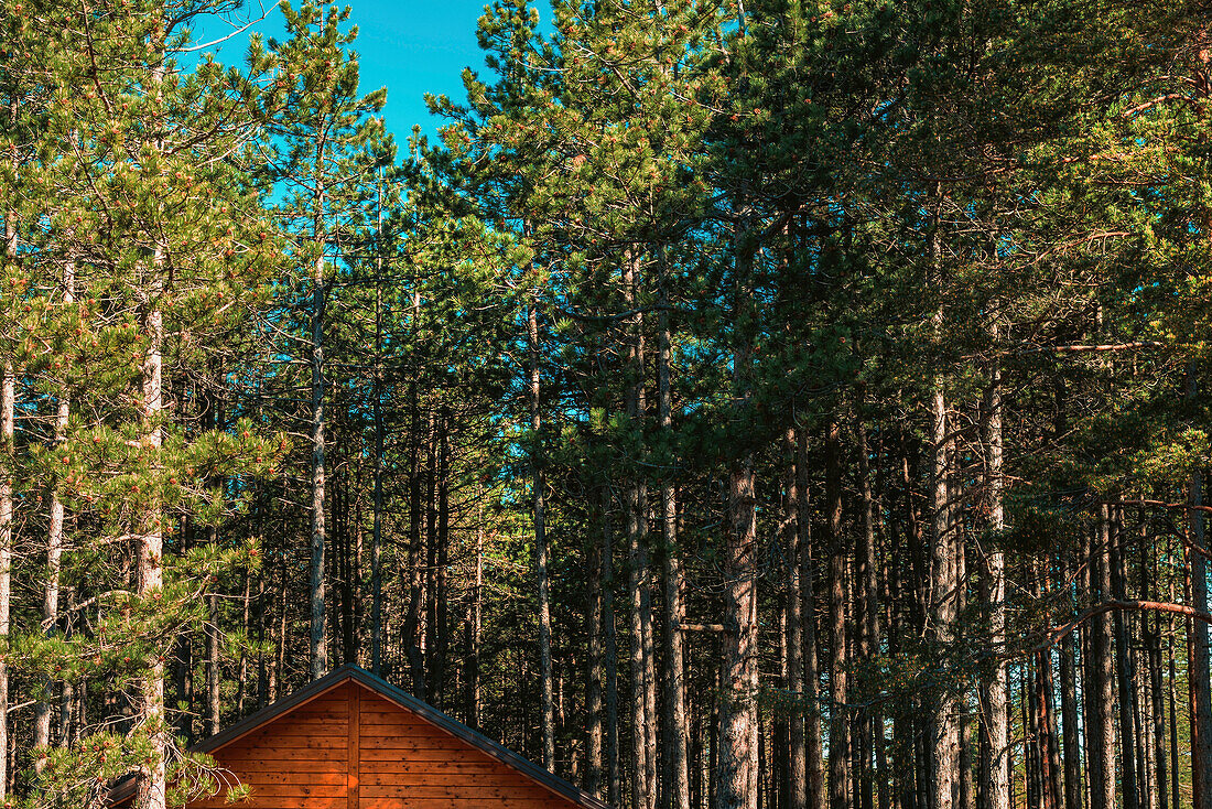 Wooden cabin in pine forest