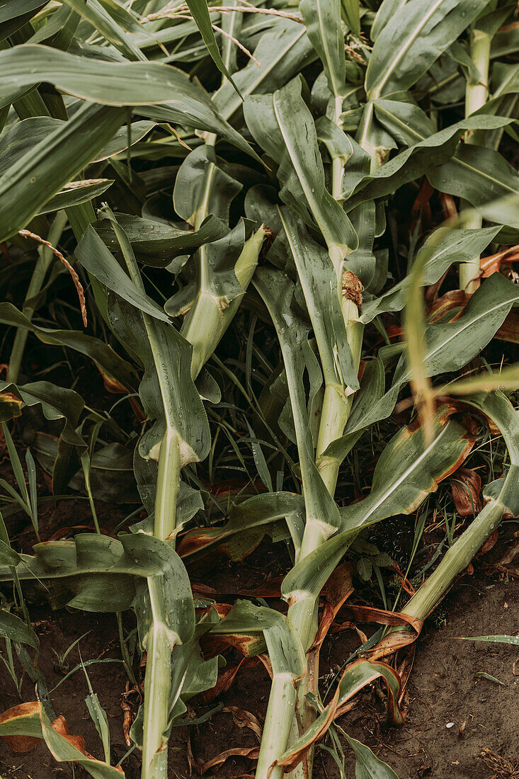 Corn crops with bent stems