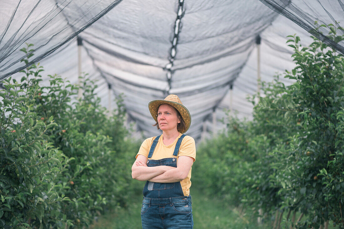Farmer in apple orchard