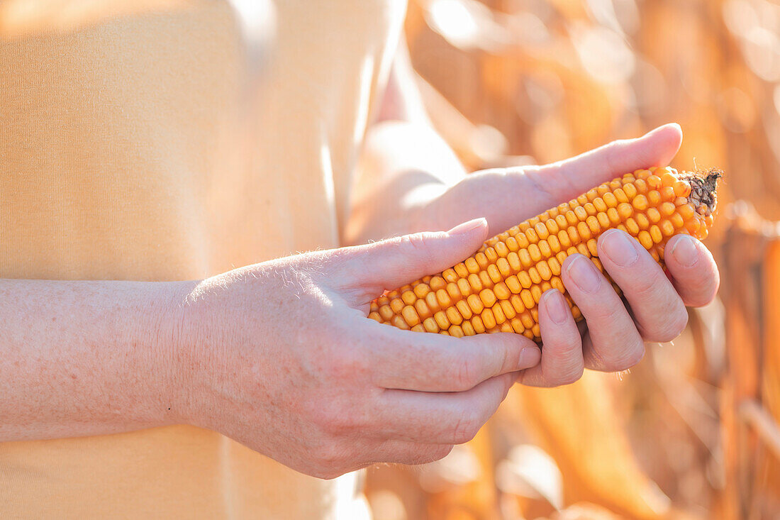 Farmer holding harvested ear of corn