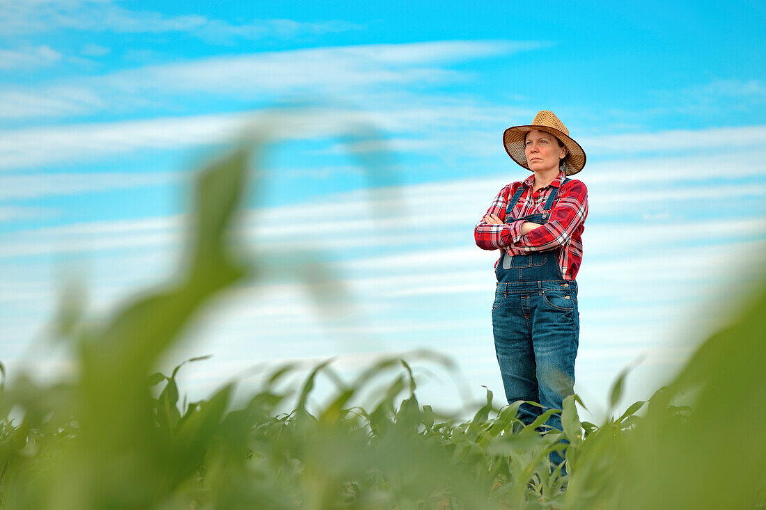 Farmer standing in ripe corn field