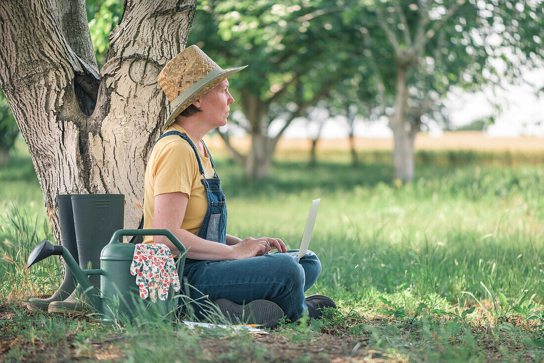 Farmer using laptop in walnut orchard