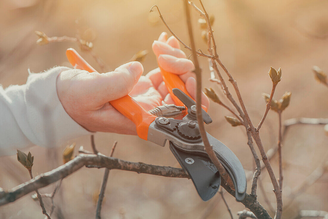 Gardener cutting branches in cherry orchard