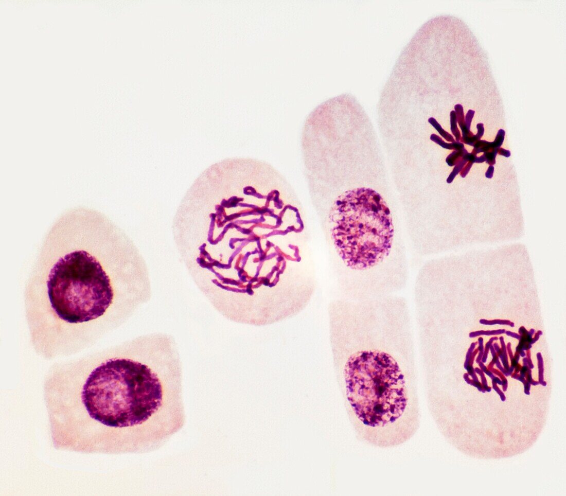 Mitosis, LM