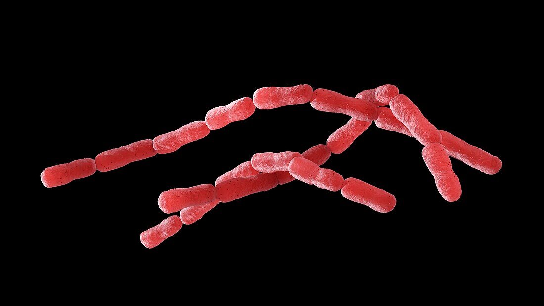 Bacillus anthracis bacteria, illustration