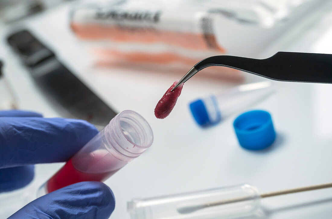 Extracting blood sample for forensic analysis