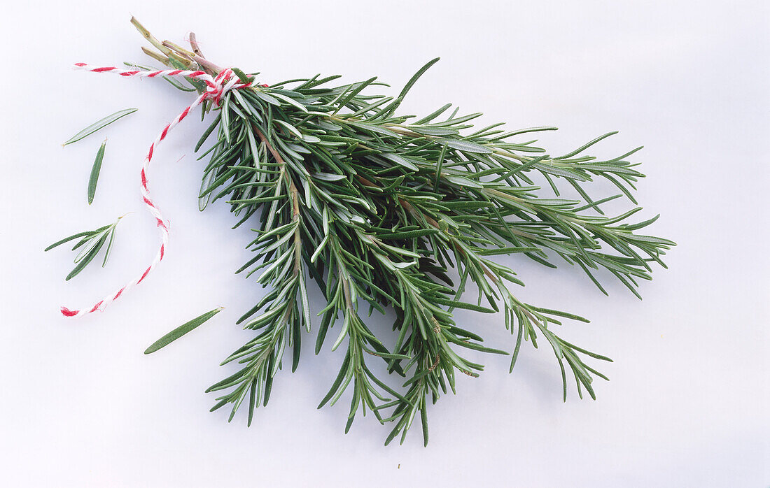 Bunch of fresh rosemary