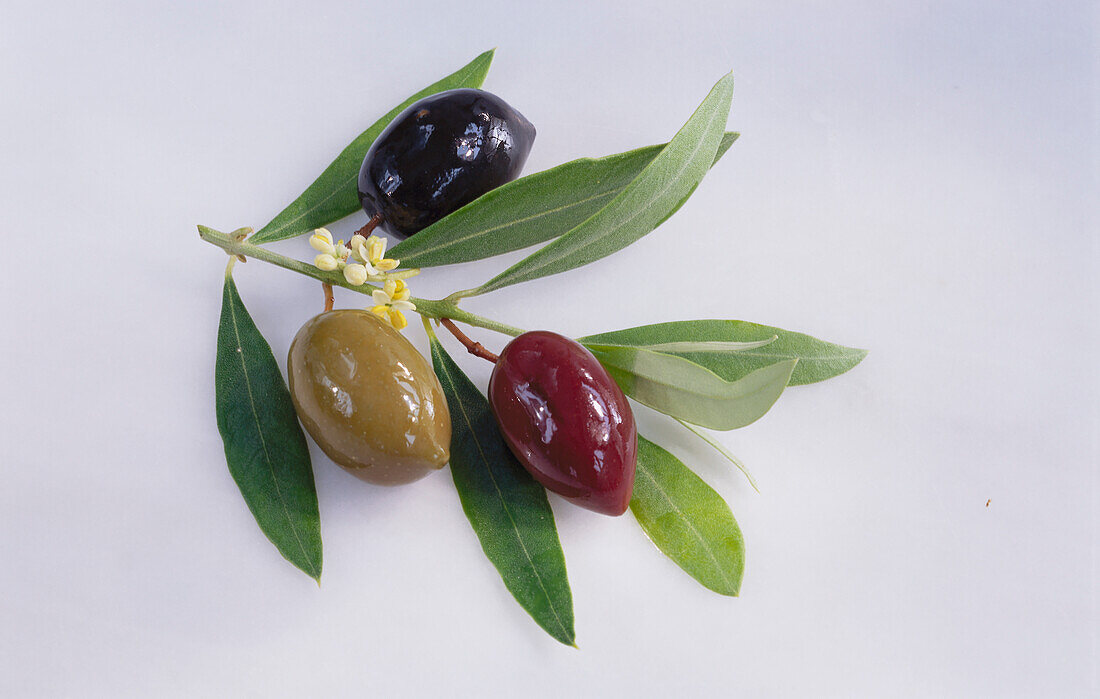 Eingelegte Oliven mit Olivenzweig