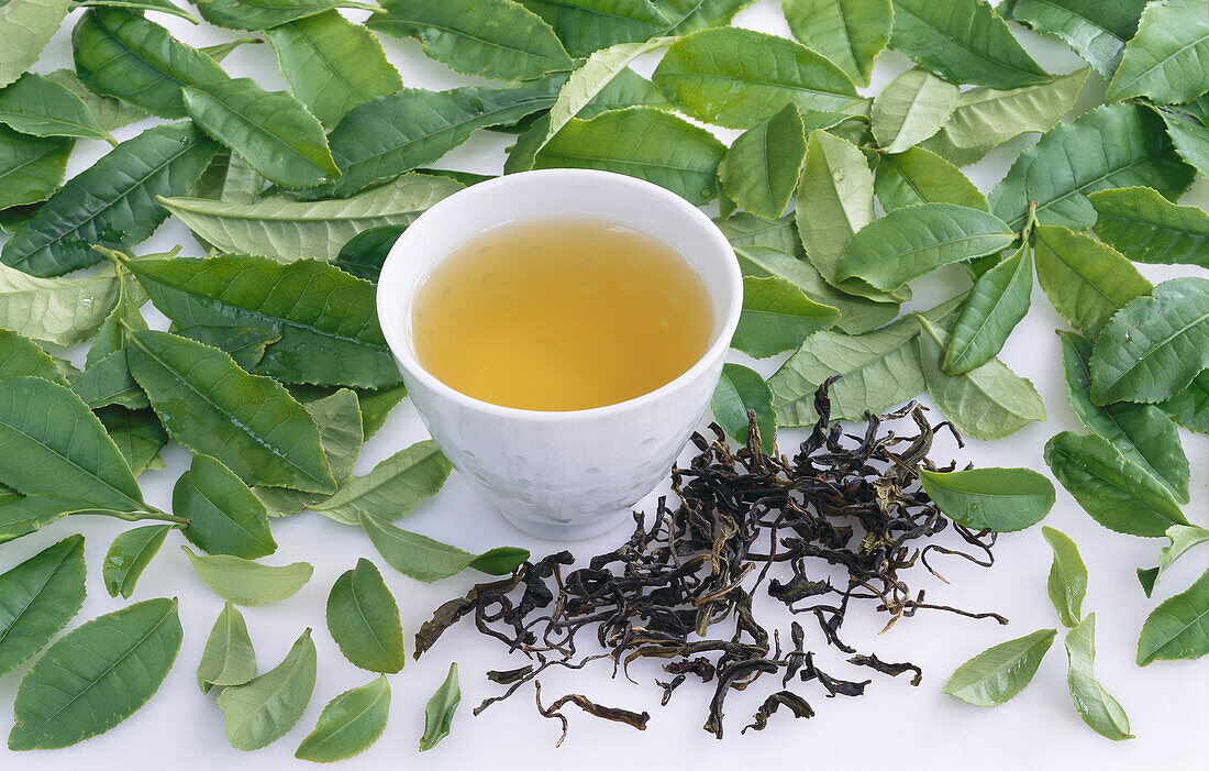 Grüner Tee (Pouchong, Formosa) und frische Teeblätter