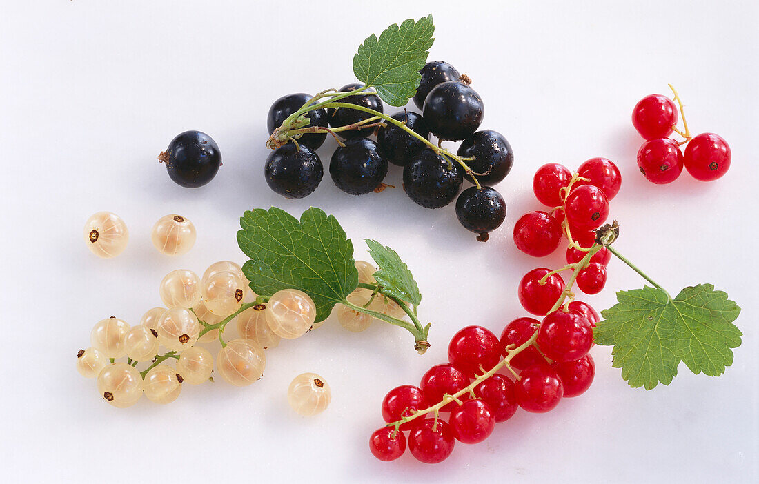 Red-, white- and blackcurrants