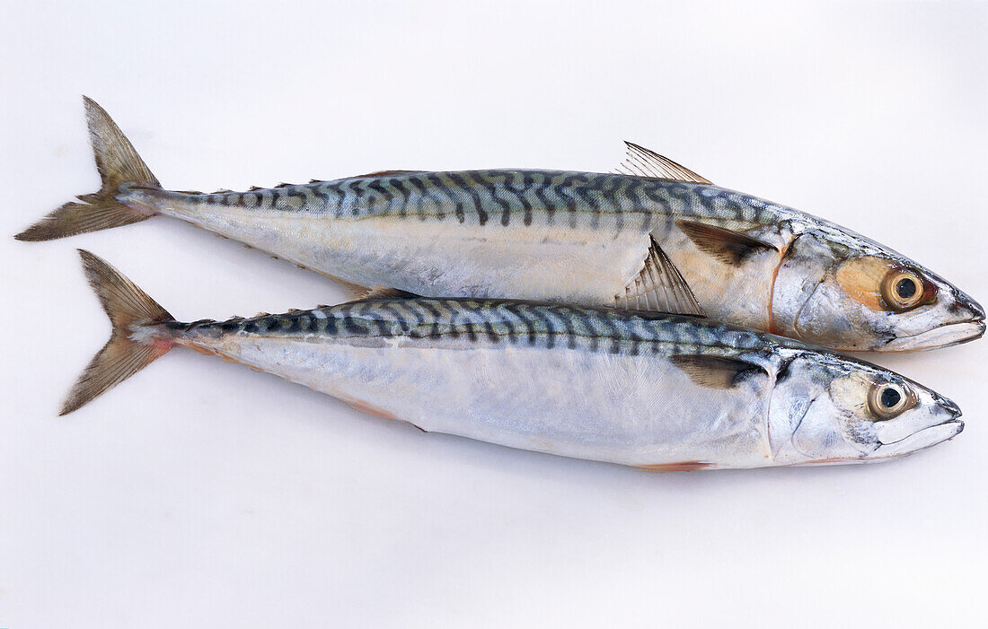 Fresh mackerels
