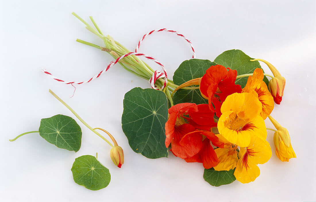 Bunch of flowering nasturtiums