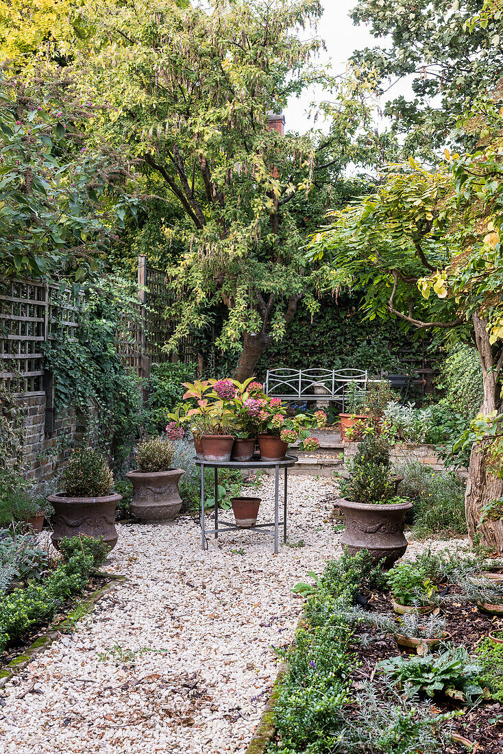 Central table and wrought iron bench, beds edged with Ilex Crenata