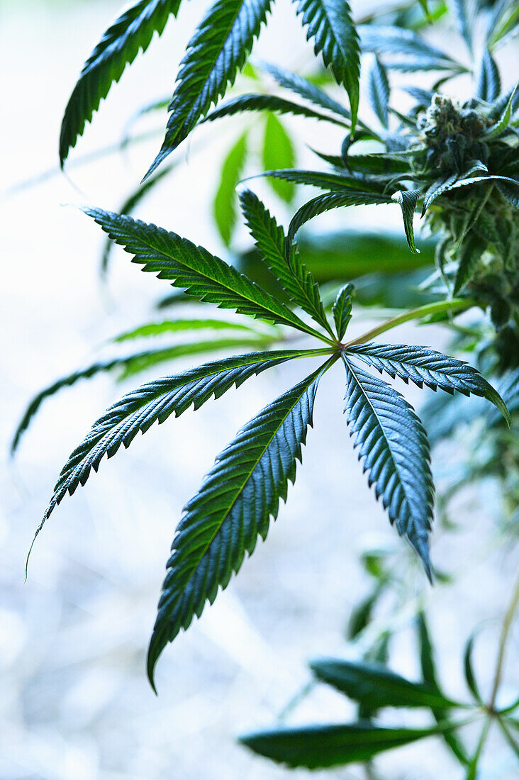 Kush (hemp variety Cannabis indica)