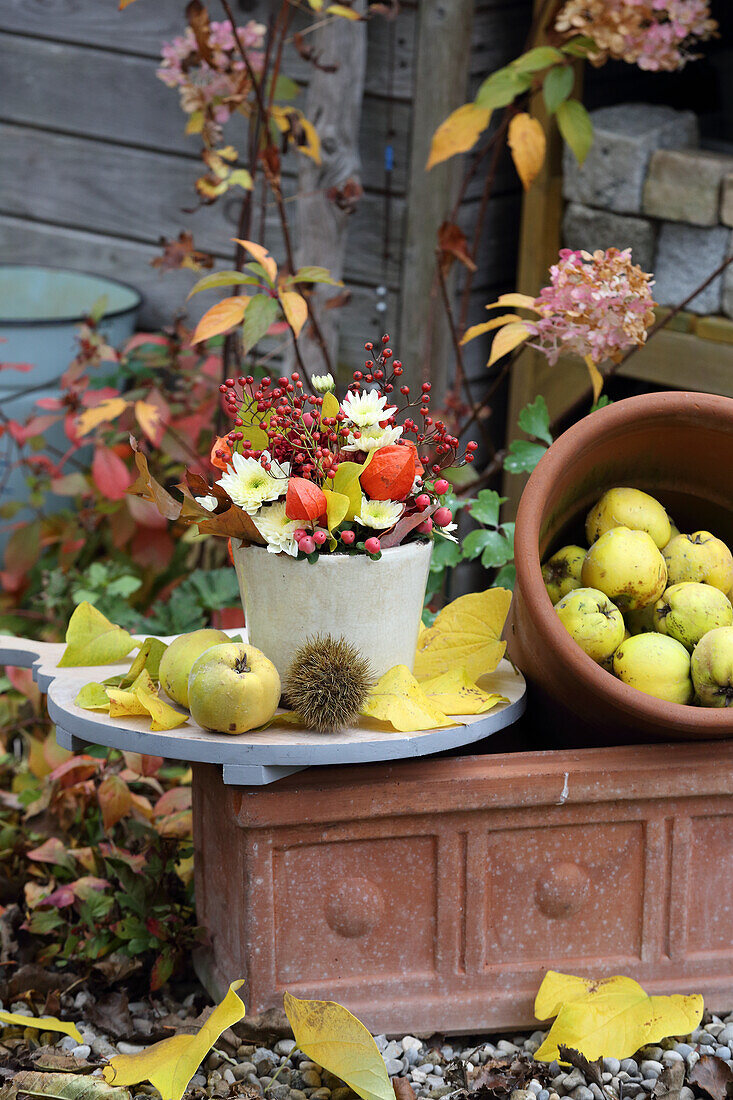 Herbstgesteck mit Lampionblumen, Chrysanthemen, Hagebutten und Hypericum, daneben Quitten