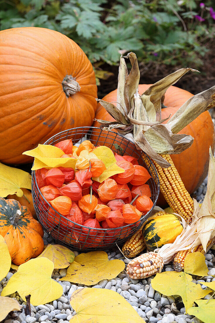 Herbstliches Arrrangement mit Lampionblumen, Kürbisse, Maiskolben und Laub