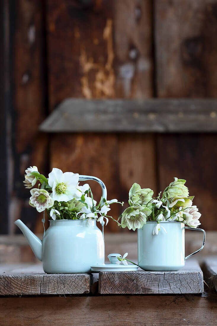 Enamel pots with early blossoms (snow-, lentil- and christmas rose, blueberry and snowdrop)