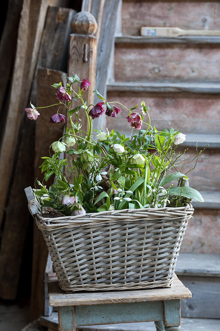 Basket of spring flowers (black hellebore, Lenten rose, bilberry twigs and snowdrops)