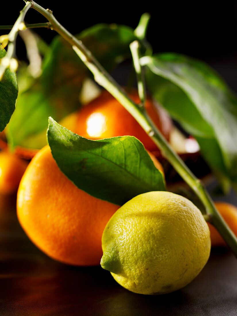 Orangen und Zitrone mit Zweig