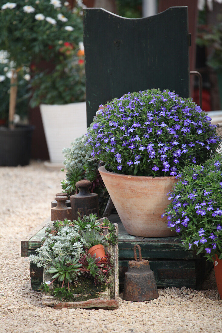 Arrangement of potted lobelias and succulents planted in roof tiles on old set of sack scales