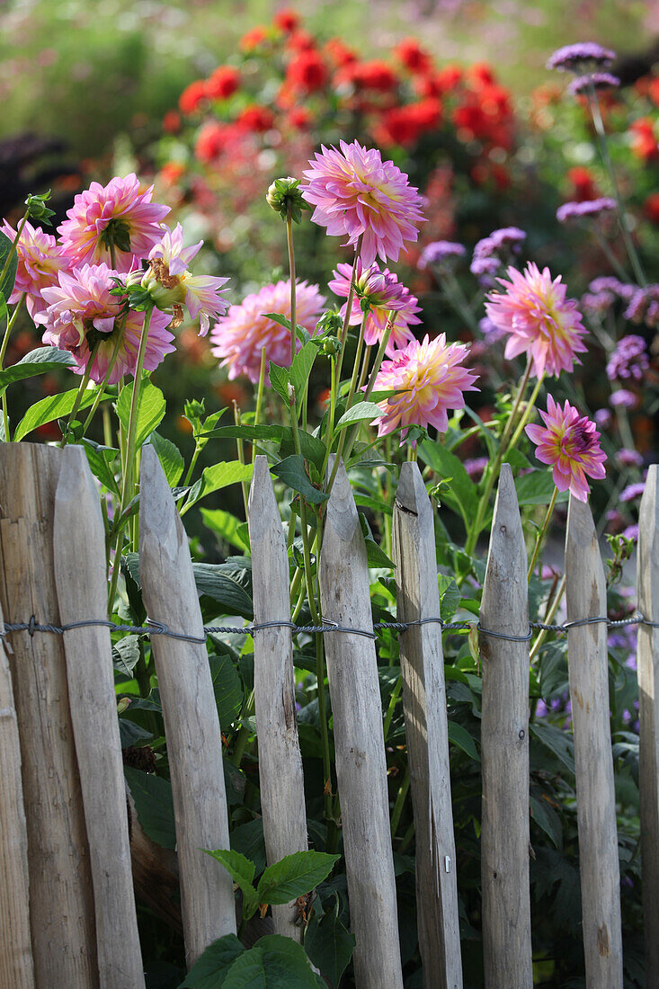 Dahlias next to paling fence