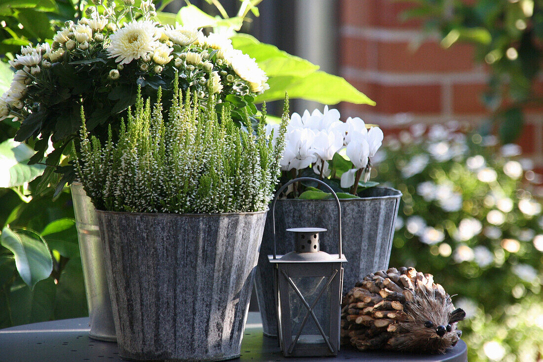 Autumn arrangement of candle lantern, zinc pots, hedgehog made of pieces of wood, white heather, cyclamen and chrysanthemums