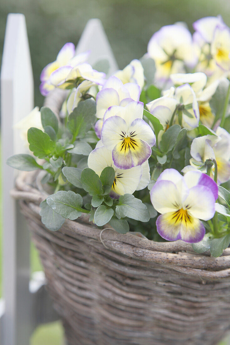 Violas in a basket hung on a fence