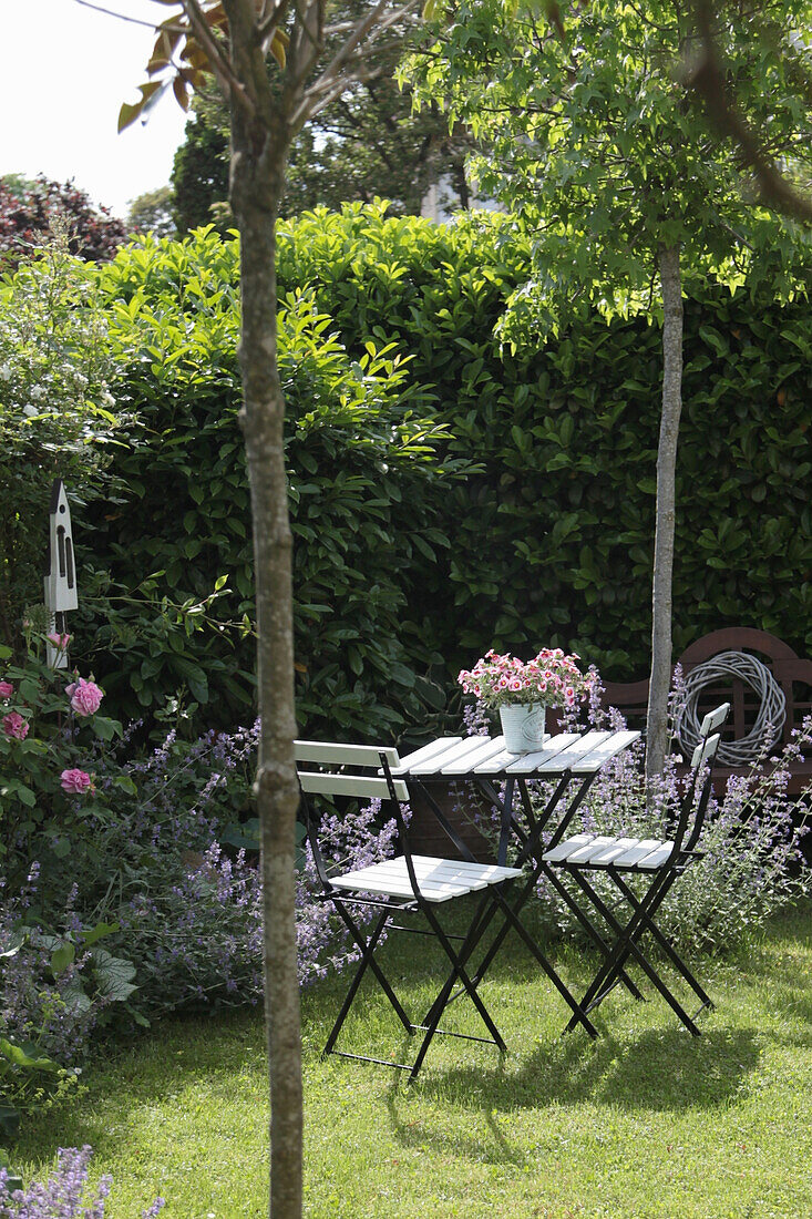 Table and chairs in front garden with sweetgum tree, roses and catmint