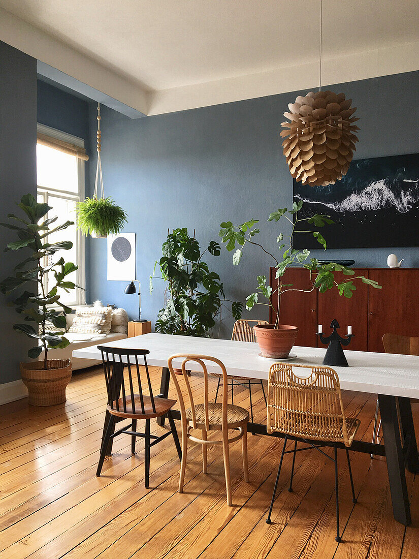 Tisch mit verschiedenen Stühlen und Grünpflanzen im Esszimmer mit blauen Wänden und Holzdielenboden