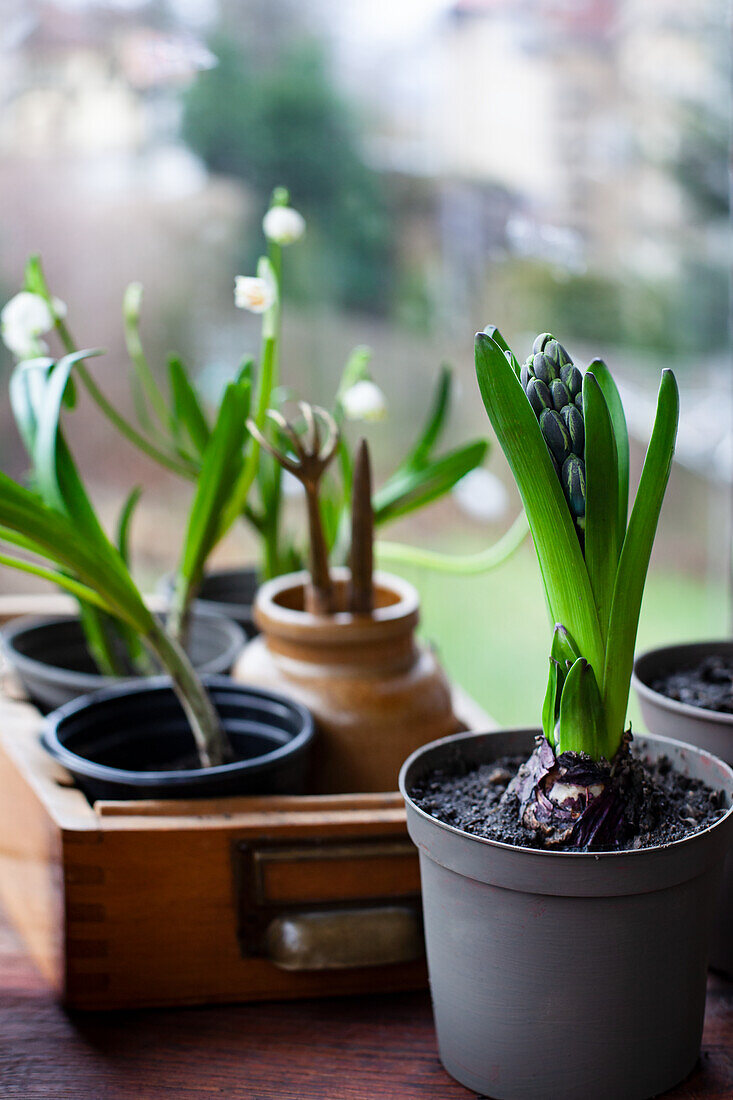 Hyacinth bulbs and buds (Hyacinthus) on a windowsill