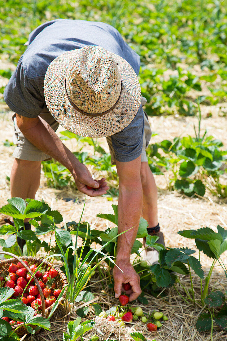 Strawberry harvest