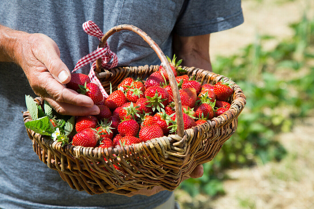 Korb mit frisch gepflückten Erdbeeren